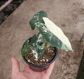 4" Alocasia Frydek Variegated
